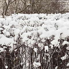 Image showing bush under a snow