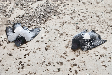 Image showing dead pigeons on the ground