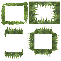 Image showing ficus leaf frame