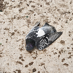 Image showing dead pigeon