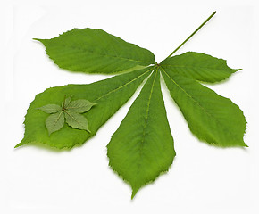 Image showing Two chestnut Leaf