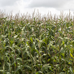 Image showing green field of corn