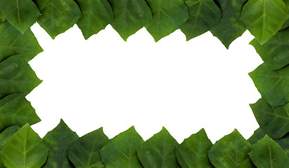 Image showing frame of rhoicissus rhomboidea leaf