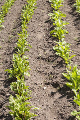 Image showing young beetroots