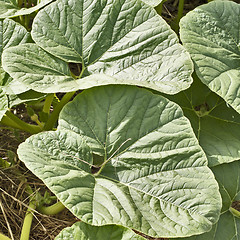 Image showing Pumpkin leaf background