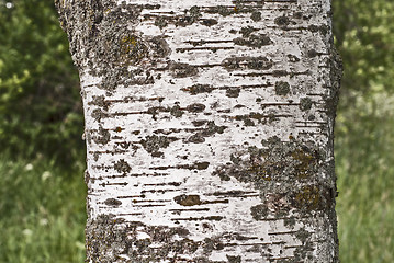 Image showing Birch bark background