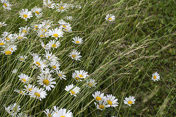 Image showing Field of daisies