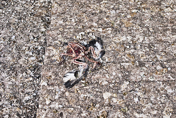 Image showing dead pigeon