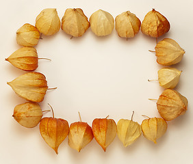 Image showing frame of Physalis