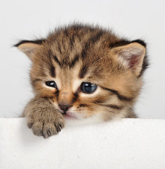 Image showing small kitten