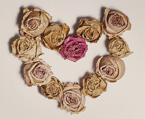 Image showing Dried roses 