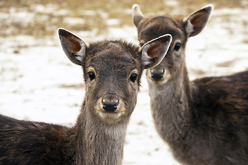 Image showing Fallow deer