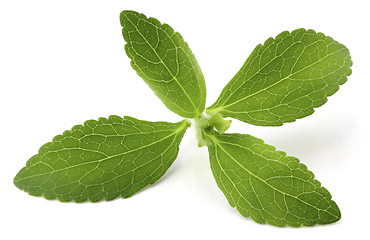 Image showing Stevia