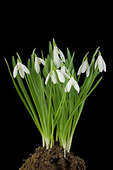 Image showing Snowdrop flowers Cut Out