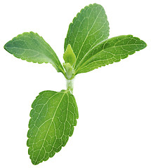 Image showing Stevia rebaudiana plant