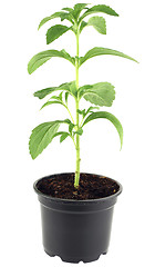 Image showing Stevia Rebaudiana Cutout