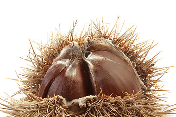 Image showing Spiny Chestnut Cutout