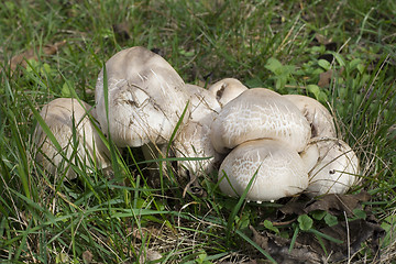 Image showing Horse Mushrooms