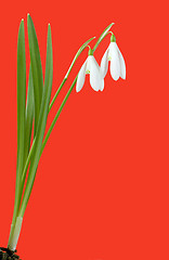 Image showing Snowdrops