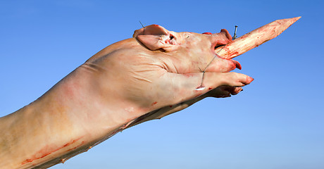 Image showing Raw Pig