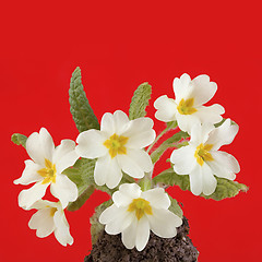 Image showing Primrose