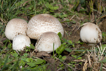 Image showing Meadow Mushroom