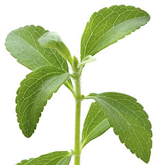 Image showing Stevia plant