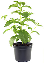 Image showing Stevia Rebaudiana Plant CutOut
