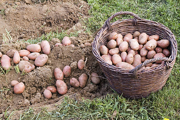 Image showing Fresh potato