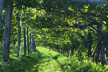 Image showing Grapevine