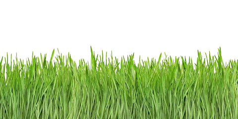 Image showing Grass