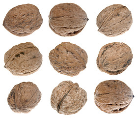 Image showing Walnuts