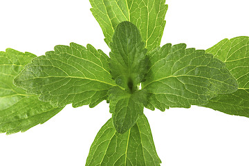 Image showing Stevia Plant from Top Cutout
