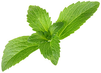 Image showing Stevia Rebaudiana, Sugar Substitute Cutout