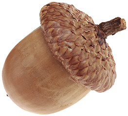 Image showing One Acorn Cutout