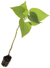 Image showing Ipomoea Batatas Cutout