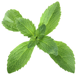 Image showing Stevia Leafs Cut Out