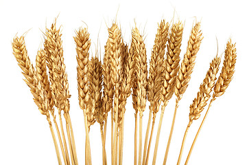 Image showing Golden Grain