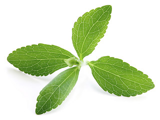 Image showing Stevia Plant