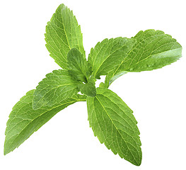 Image showing Stevia Rebaudiana Leafs Cut Out
