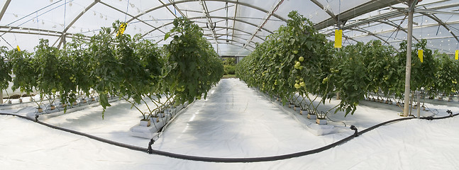 Image showing Inside the greenhouse