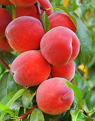 Image showing Peach Branch