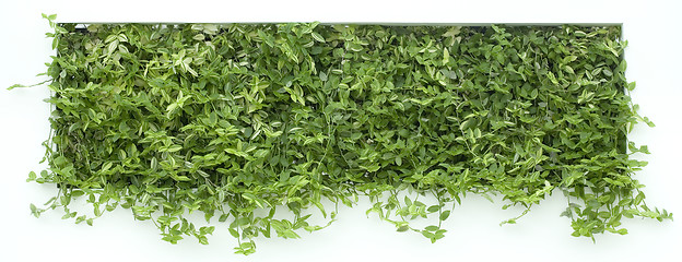 Image showing Vertical Garden Cutout