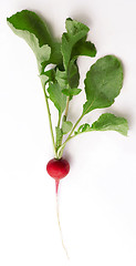 Image showing Red Radish