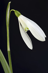 Image showing Snowdrop flower