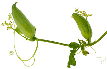 Image showing Wild Cucumber, manroot