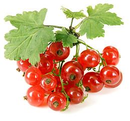 Image showing Red currant