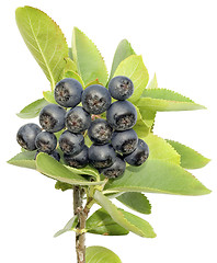 Image showing Aronia cutout