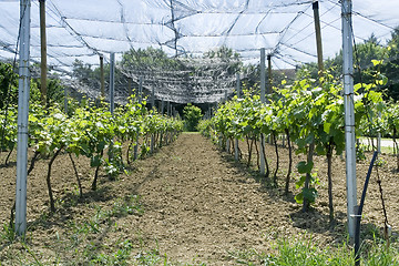 Image showing Vineyard Net