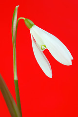 Image showing Snowdrop flower